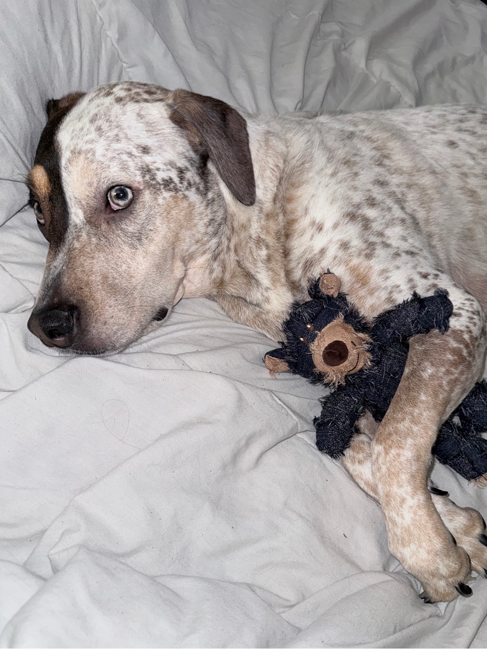 CHECK OUT ALL MY PET APPROVED TOYS, FEEDERS, TRAINING BUNDLES AND MORE 🐶🐱 - Picture 10 of 13